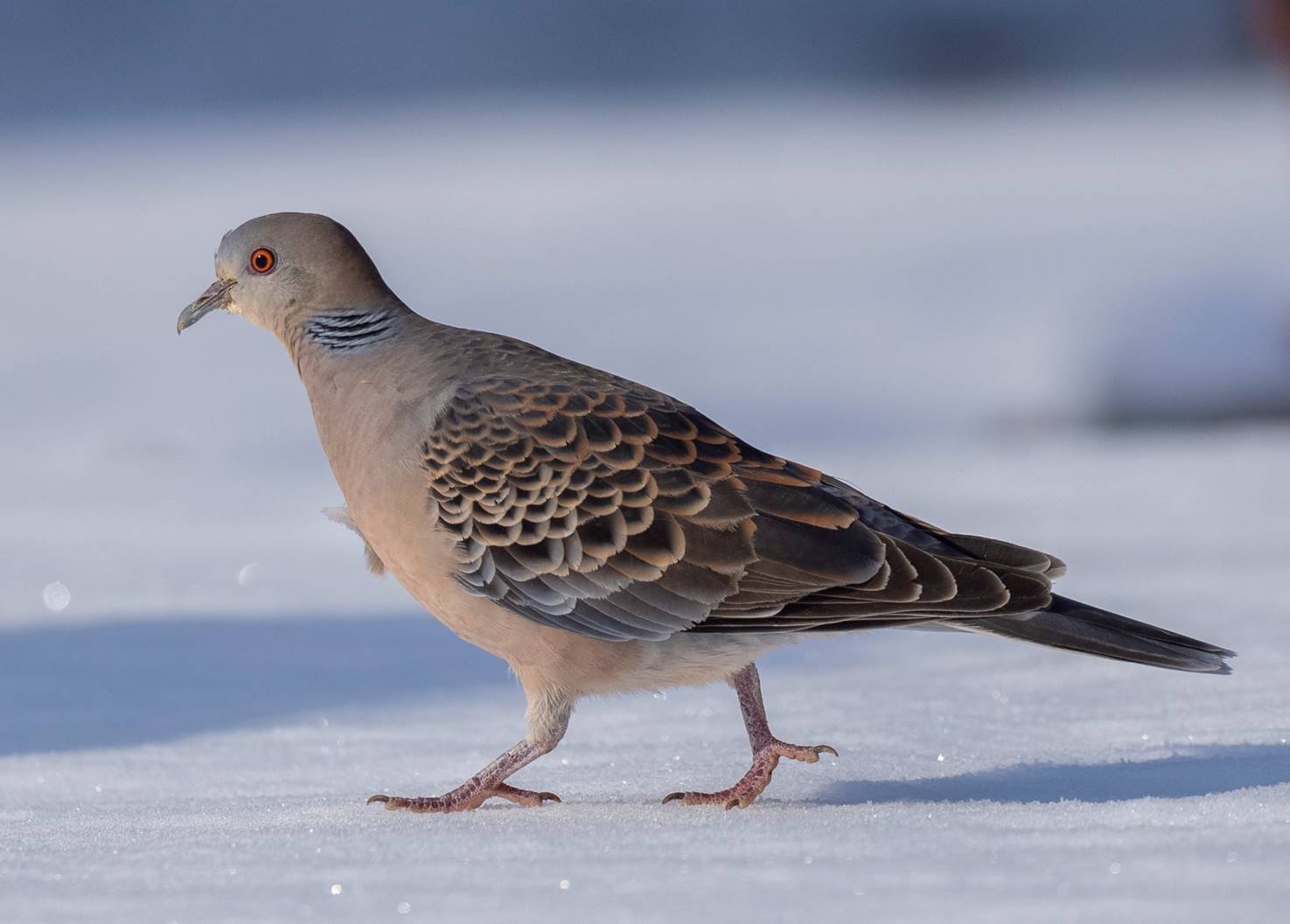 野鳥と私たちの暮らし」身近な鳩 キジバト - モルゲンWEB